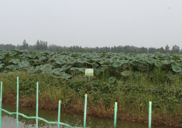 宿迁市荷林莲藕种植专业合作社,鄂莲六号,鄂莲五号,无花一号,