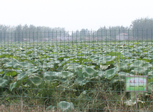 宿迁市荷林莲藕种植专业合作社,鄂莲六号,鄂莲五号,无花一号,