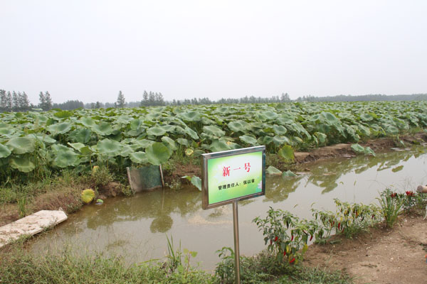 宿迁市荷林莲藕种植专业合作社,鄂莲六号,鄂莲五号,无花一号,